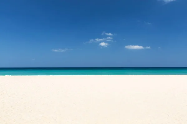 Ave Morza Piaszczystej Plaży Mieście Punta Cana Dominikana Tło Vintage — Zdjęcie stockowe