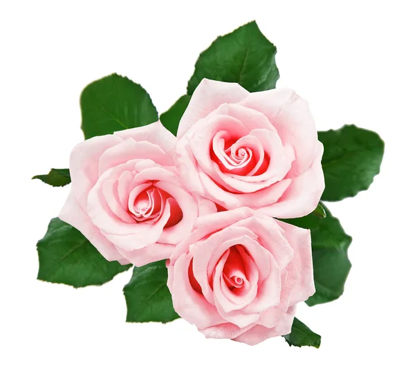 Schöne Drei Rosa Rosen Isoliert Auf Weißem Hintergrund — Stockfoto