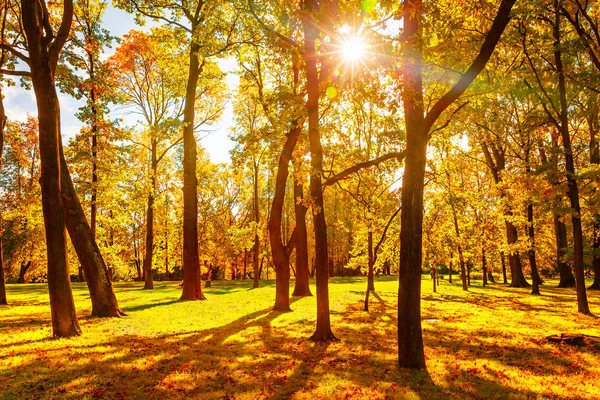 Podzimní Park Barevné Podzimní Stromy Zlatými Listy Krásný Podzim Pozadí — Stock fotografie