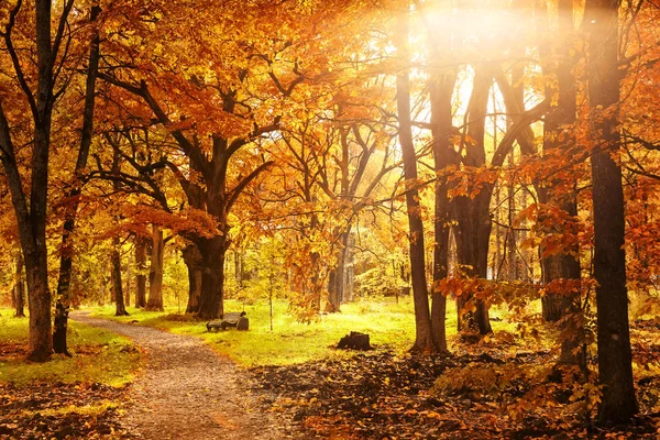 Oud Houten Bankje Herfst Park Onder Kleurrijke Herfst Bomen Met — Stockfoto