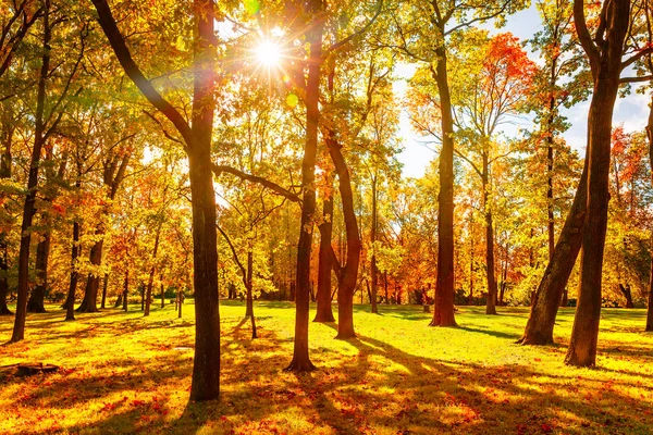 秋の公園 黄金の葉で色鮮やかな秋の木々 美しい秋の背景 — ストック写真