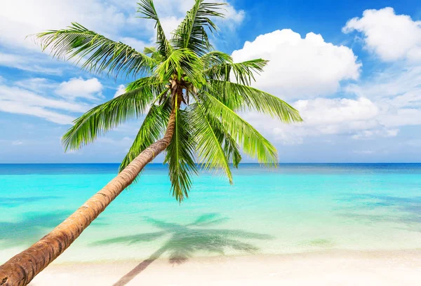 Kokosnoot palmbomen op witte zandstrand — Stockfoto