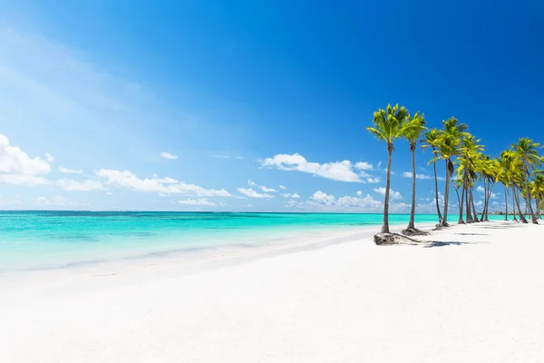 Coconut Palm trees on white sandy beach — Stock Photo, Image