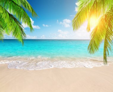 Mavi gökyüzü ve güzel plaja karşı Hindistan cevizi palmiye ağaçları