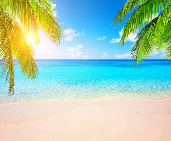 Coconut palm trees and blue sky and sea — Stock Photo, Image