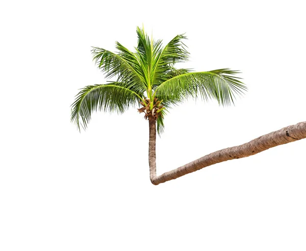 Palmeira de coco isolada sobre um fundo branco — Fotografia de Stock