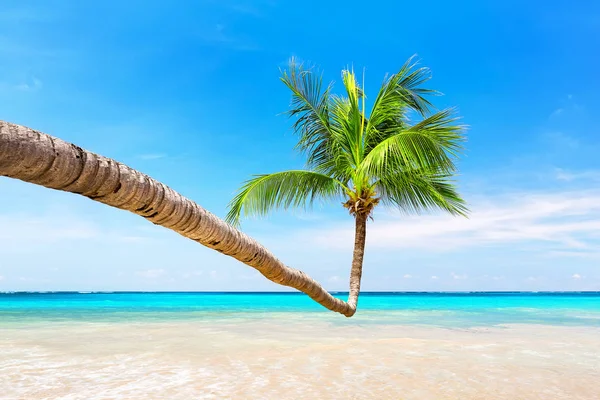 Καρύδα Φοίνικα Κατά Του Μπλε Ουρανού Και Όμορφη Παραλία Στην — Φωτογραφία Αρχείου