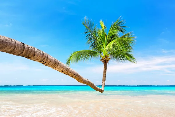 Coconut Palm Träd Mot Blå Himmel Och Vacker Strand Punta — Stockfoto