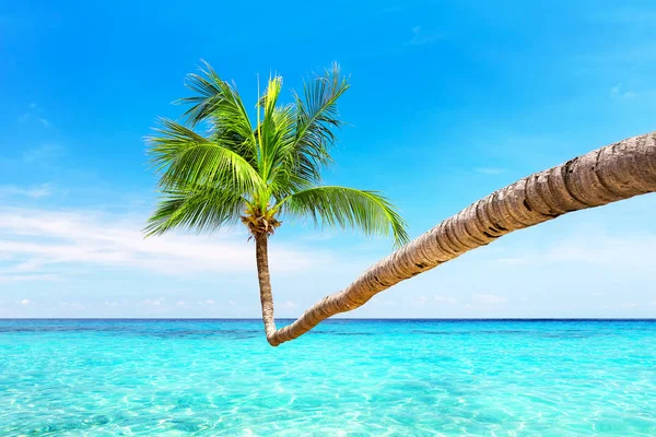 Palmeira Coco Contra Céu Azul Bela Praia Punta Cana República — Fotografia de Stock