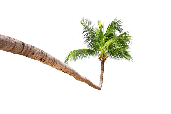 Coconut palm tree isolerad på en vit bakgrund. — Stockfoto