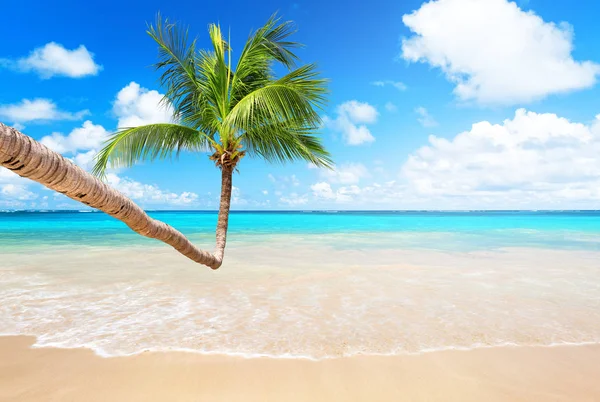 Palmeras de coco y cielo azul y mar —  Fotos de Stock