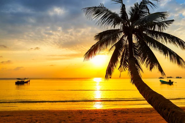 Kokospalm boom tegen kleurrijke zonsondergang. — Stockfoto
