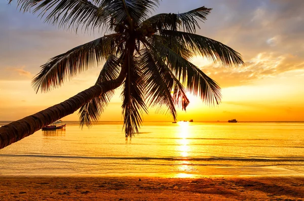 Kokospalm boom tegen kleurrijke zonsondergang. — Stockfoto