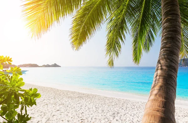 Palmeras de coco contra el cielo azul y la hermosa playa . — Foto de Stock