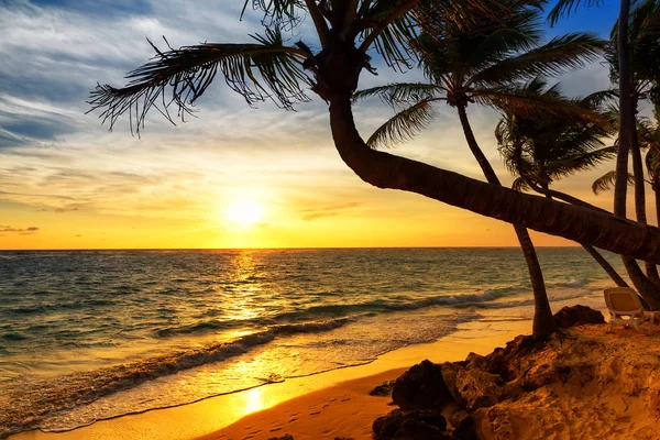 Palmeiras de coco contra o pôr do sol colorido na praia . — Fotografia de Stock