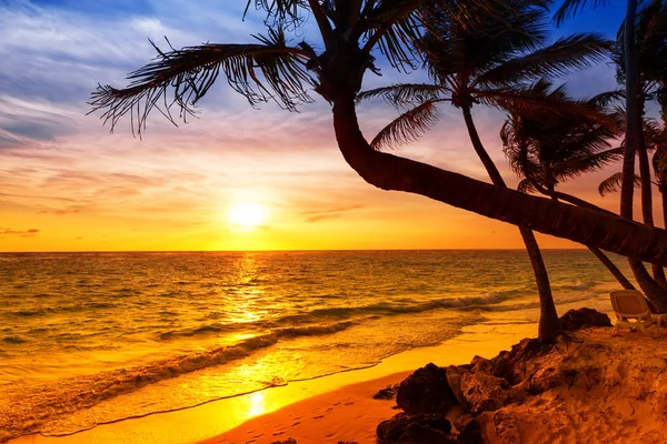 Palmeras de coco contra el colorido atardecer en la playa . — Foto de Stock