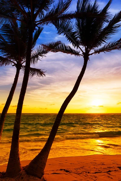 Φοίνικες σιλουέτα στο ηλιοβασίλεμα τροπική παραλία. — Φωτογραφία Αρχείου