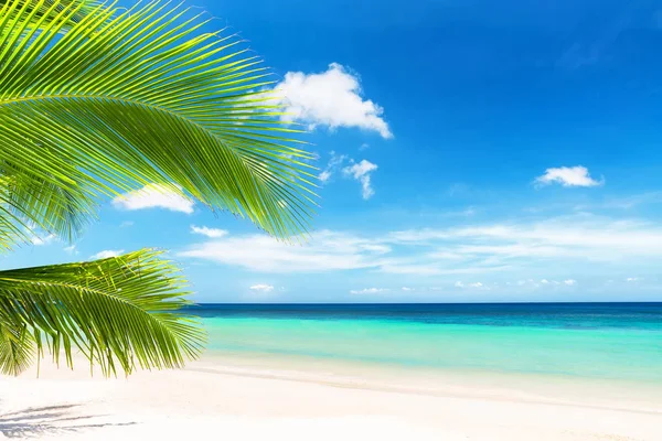 Palmy kokosowe z błękitnym niebem i piękną plażą — Zdjęcie stockowe