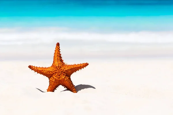 Starfish na praia de areia branca . — Fotografia de Stock