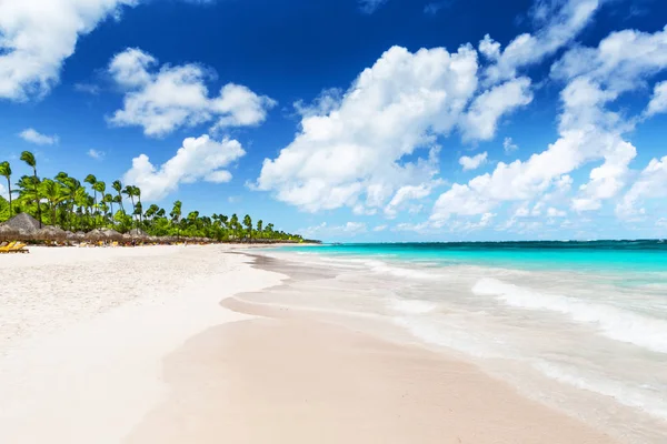 Cocotiers sur la plage de sable blanc . — Photo