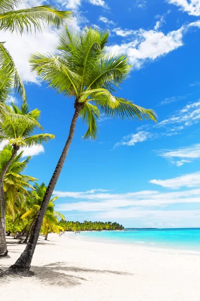 Palmeras de coco en la playa de arena blanca . —  Fotos de Stock