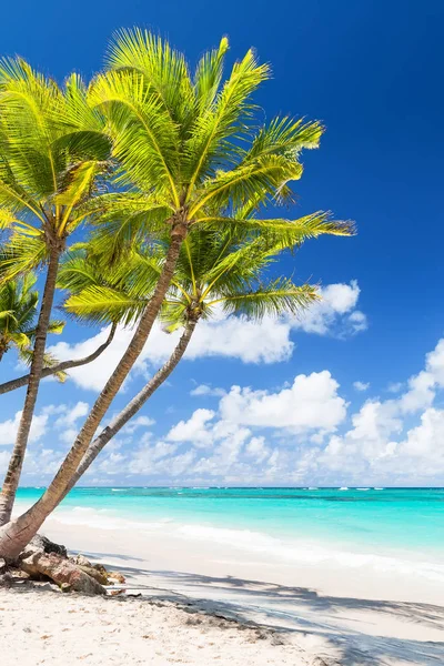 椰子棕榈树白色的沙滩上. — 图库照片