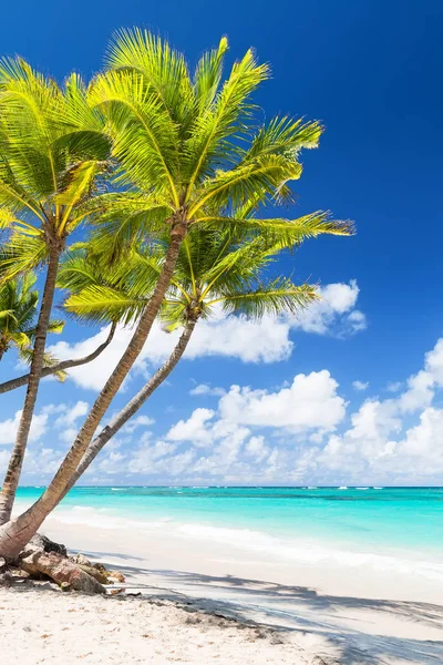 Palme da cocco sulla spiaggia di sabbia bianca . — Foto Stock