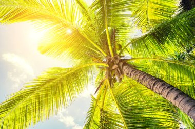 Gün batımı gökyüzünde güneş ile Tropikal hindistan cevizi palmiye ağaçları. 
