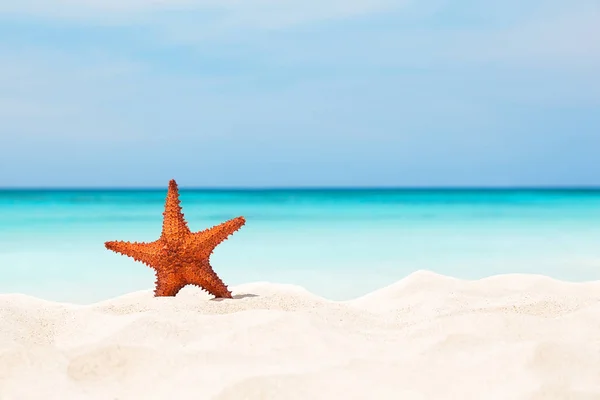 Zeester op het witte zandstrand. — Stockfoto