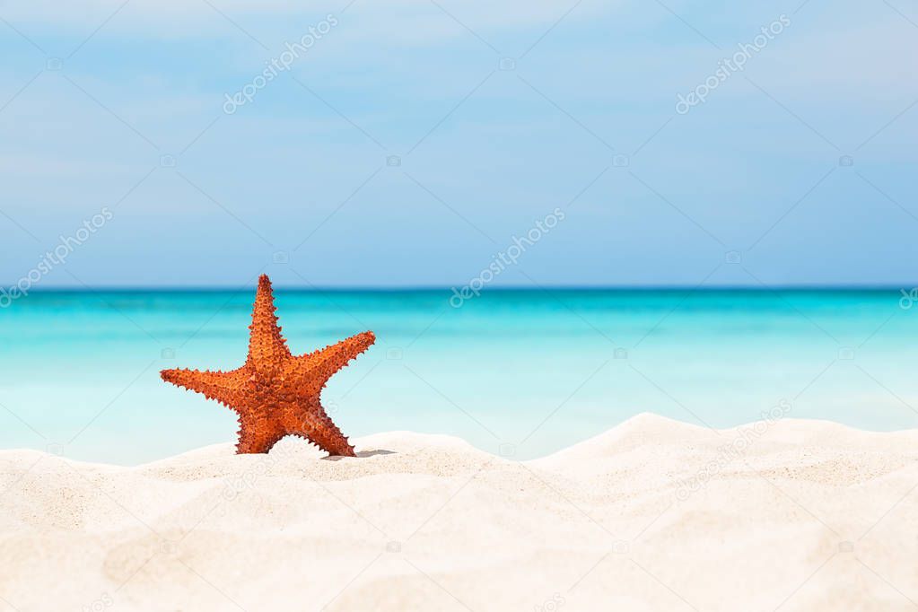 Starfish on the white sandy beach.