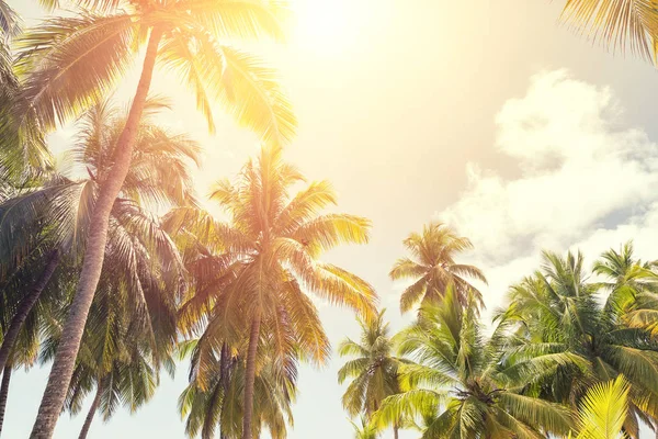 Tropical coconut palm trees with sun on sunset sky. — Stock Photo, Image