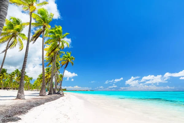 Cocotiers sur la plage de sable blanc . — Photo