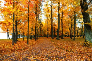 Renkli ormanda patika ile Sonbahar manzara.