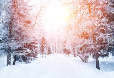 Karla kaplı Firavun dalları. 