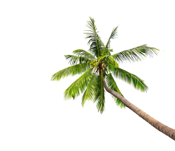 Kokosowe palmy na białym tle na białym tle. — Zdjęcie stockowe