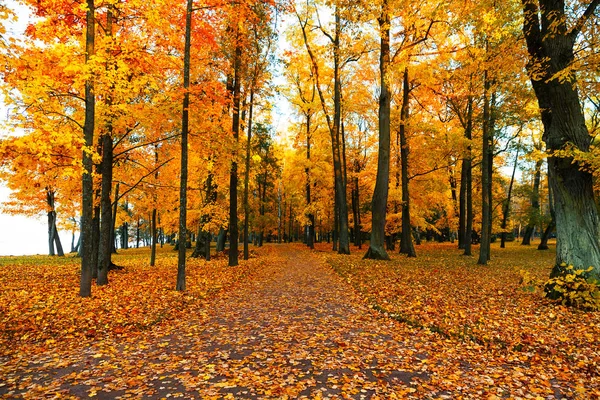 Autumn scenery with footpath in colorful forest. — Stock Photo, Image