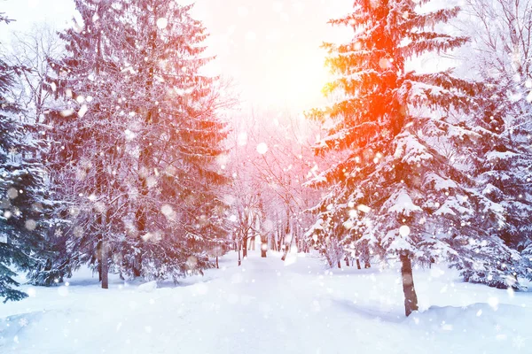 Sapin d'hiver scène de Noël avec la lumière du soleil . — Photo