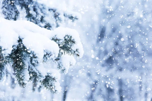 太陽光と冬のモミの木のクリスマスシーン. — ストック写真