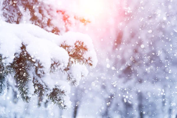 太陽光と冬のモミの木のクリスマスシーン. — ストック写真