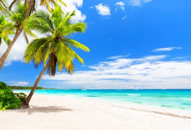Karayip Denizi 'ndeki beyaz kumlu sahilde Hindistan cevizi palmiyeleri, Saona adası. Dominik Cumhuriyeti. Plaj yaz konsepti.