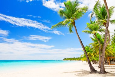 Punta Cana, Dominik Cumhuriyeti 'ndeki beyaz kumlu plajda Hindistan cevizi palmiyeleri.