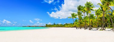 Punta Cana, Dominik Cumhuriyeti 'ndeki beyaz kumlu plajda Hindistan cevizi palmiyeleri.
