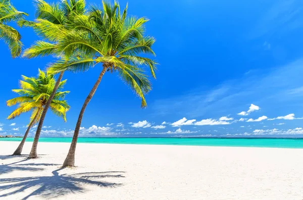 Palme Cocco Sulla Spiaggia Sabbia Bianca Nel Mare Dei Caraibi — Foto Stock