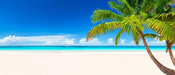 Palme Cocco Contro Cielo Azzurro Bella Spiaggia Punta Cana Repubblica — Foto Stock