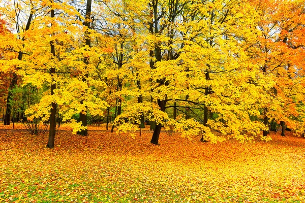 Jesienny Krajobraz Piękny Park Miejski Opadłymi Żółtymi Liśćmi Jesienne Krajobrazy — Zdjęcie stockowe