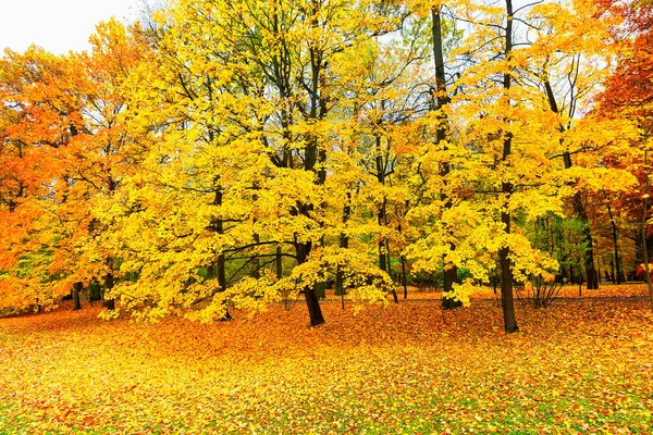 Höstlandskap Vacker Stadspark Med Fallna Gula Blad Höstlandskap Med Vandringsled — Stockfoto