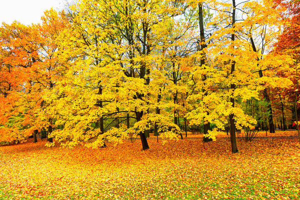 Autumn landscape, beautiful city park with fallen yellow leaves. Autumn scenery with footpath in colorful forest.