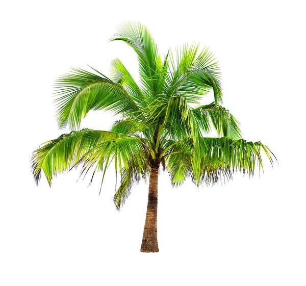 Coconut Palm Trees Isolated White Background — Stock Photo, Image