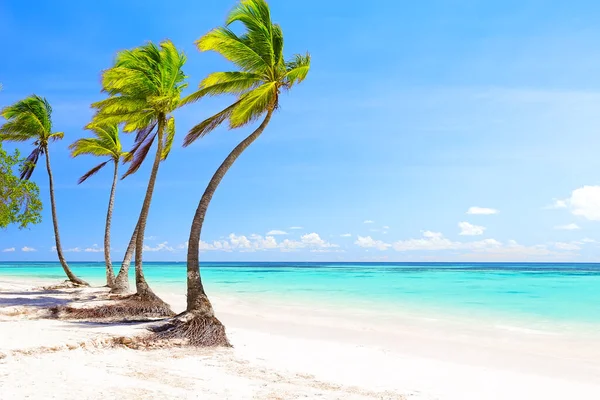 Деревья Кокосовой Пальмы Белом Песчаном Пляже Кап Кане Доминиканская Республика — стоковое фото