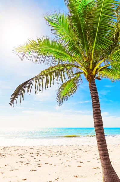 Bella Spiaggia Tropicale Bianca Palma Cocco Vacanza Vacanza Concetto Spiaggia — Foto Stock